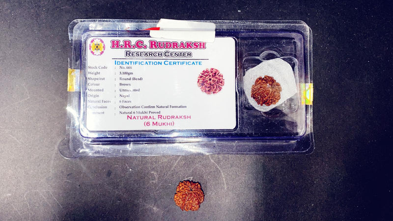 Rudraksha Beeds